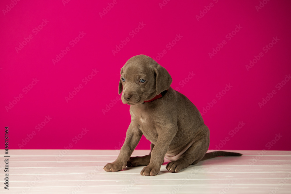 Adorable cute weimaraner puppy on pink background