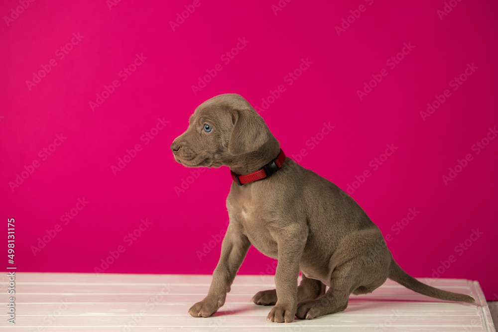 Adorable cute weimaraner puppy on pink background Adorable cute weimaraner puppy on pink background