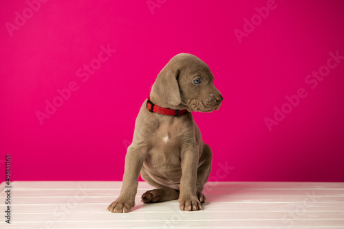 Adorable cute weimaraner puppy on pink background