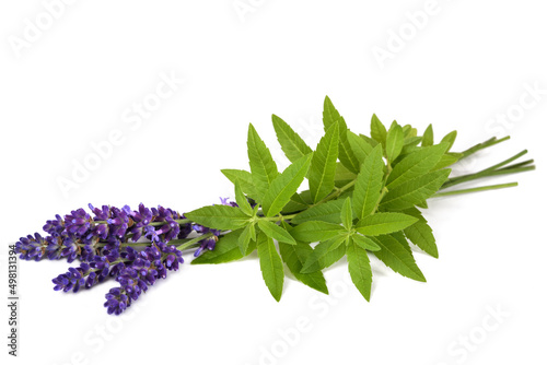 Lemon verbena and lavender photo