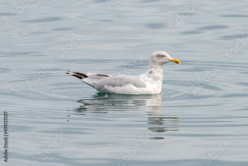 A black ring billed gull is swimming on a blue colored pond. The gull has a yellow eye with a red ring. Its beak is yellow with a black circle with yellow legs, white, grey, and black feathers.