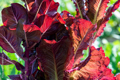 Tall red romaine lettuce leaves grow tall on their stalks. The crop has the sun shining on the long leaves. The vegetable is a vibrant purple with green farm vegetables in the background.  photo