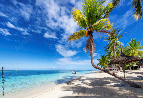 Palm trees in tropical sunny beach resort in Paradise island. photo