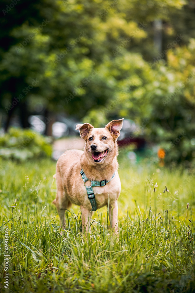dog in the grass dog in the grass