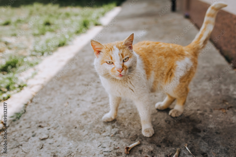 A lonely homeless red-white cat, who lost his owner, walks along the streets of Ukraine.
