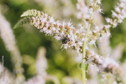 A small insect with wings, a fly sits on flowers and eats nectar from flowers.