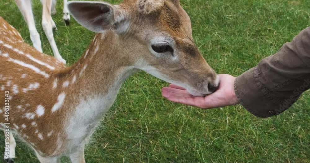 In zoo deer eating corn from hand, closeup. Unrecognizable male hand