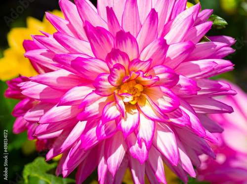 Close-up of a white and magenta colored Dahlia blooming in early morning light