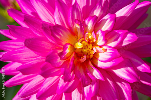 White and Magenta colored Dahlia bloom in early morning light
