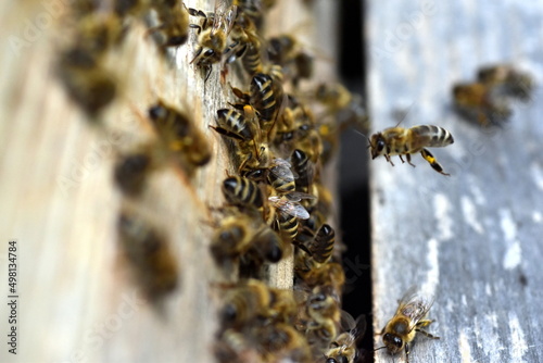 Bienen schwirren um einen Bienenstock