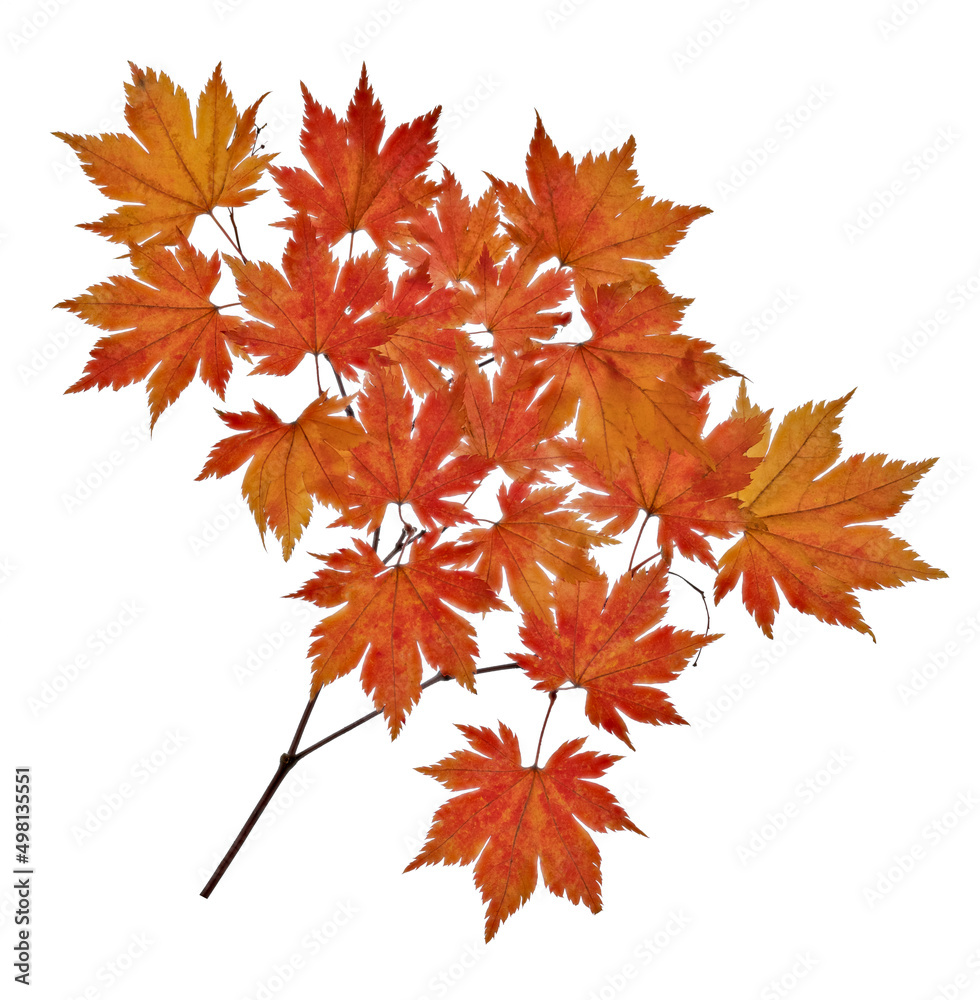 small maple tree branch with red leaves isolated on white small maple tree branch with red leaves isolated on white