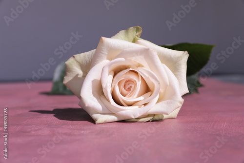 white rose on a table