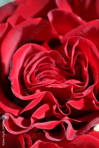 red rose close up