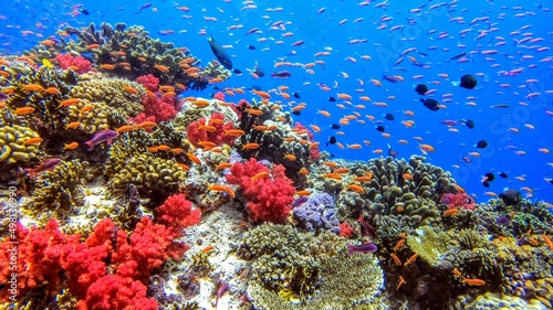 Fototapeta Naklejka Na Ścianę i Meble -  Colorful Coral Reef Diving in Fiji