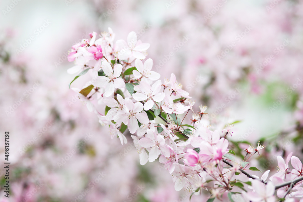 tree blossom