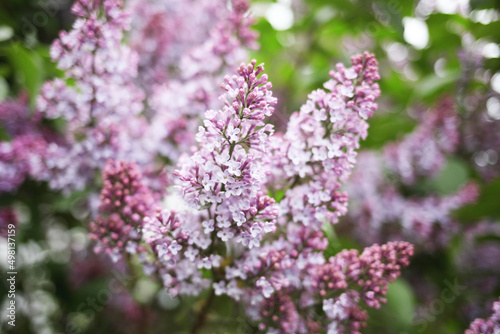 lilac flowers in the garden © perminoffa
