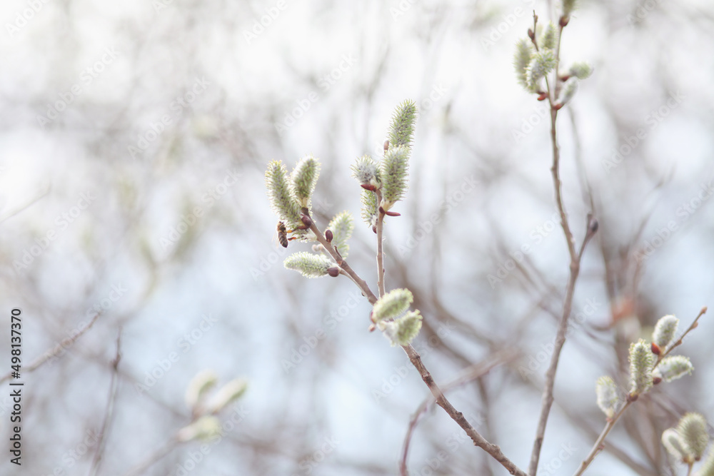 Spring branches Catkins Willow. 