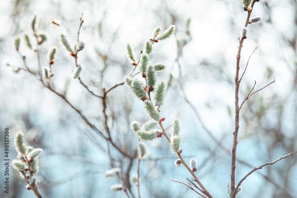 branches in spring