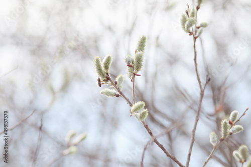 Spring branches Catkins Willow.  © perminoffa