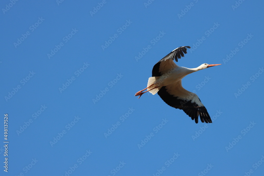 Obraz premium migratory wild bird white stork in its habitat-