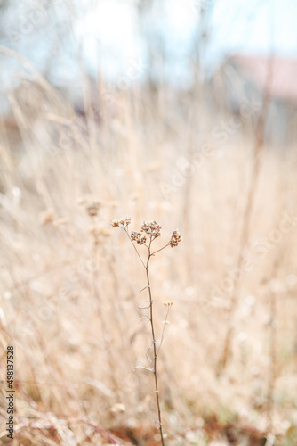 grass in the morning © perminoffa