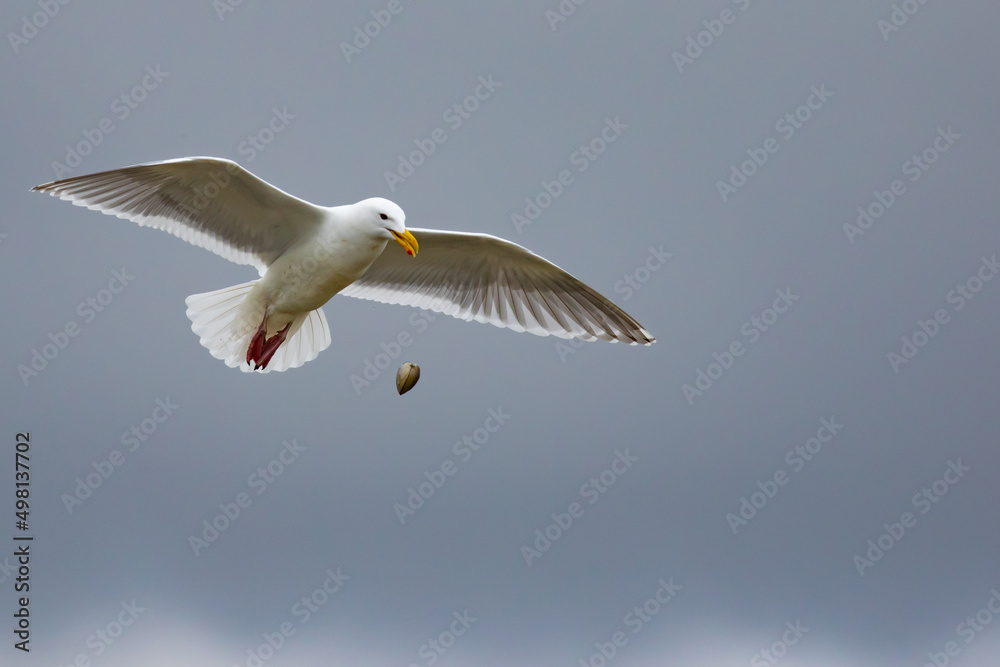 Glaucous-Winged Gull Practicing Clam Dropping on a Rocky Beach Glaucous-Winged Gull Practicing Clam Dropping on a Rocky Beach