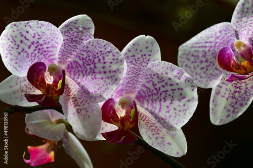 Beautiful orchid flowers have bloomed  the delicate white and purple middle on a dark background.