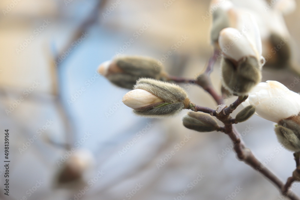 buds of magnolia buds of magnolia