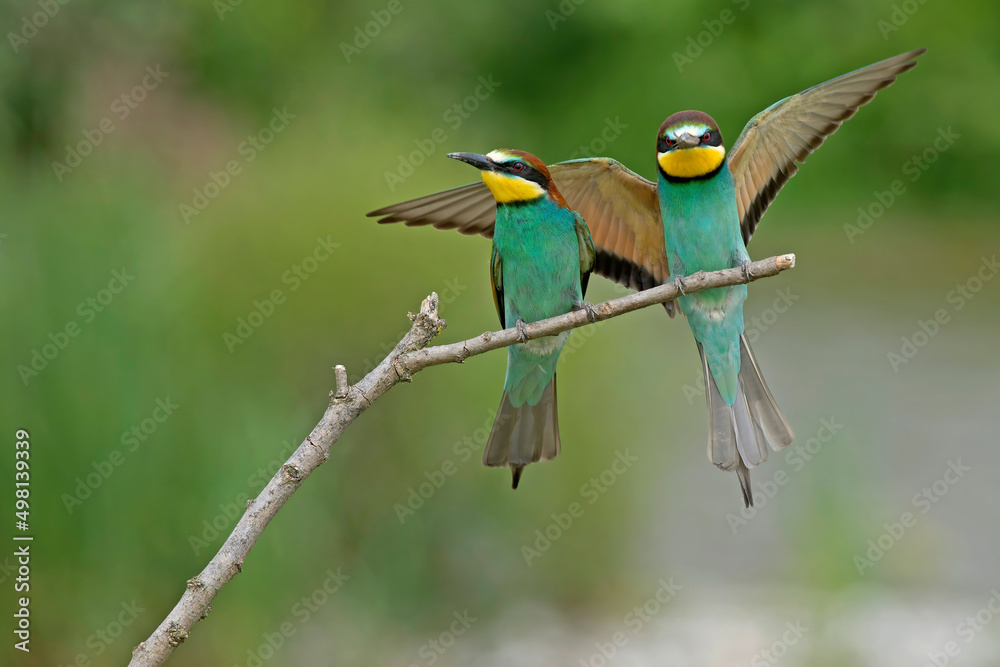 Obraz premium Gruccione