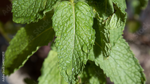 Natural wet Mint leaf plant
