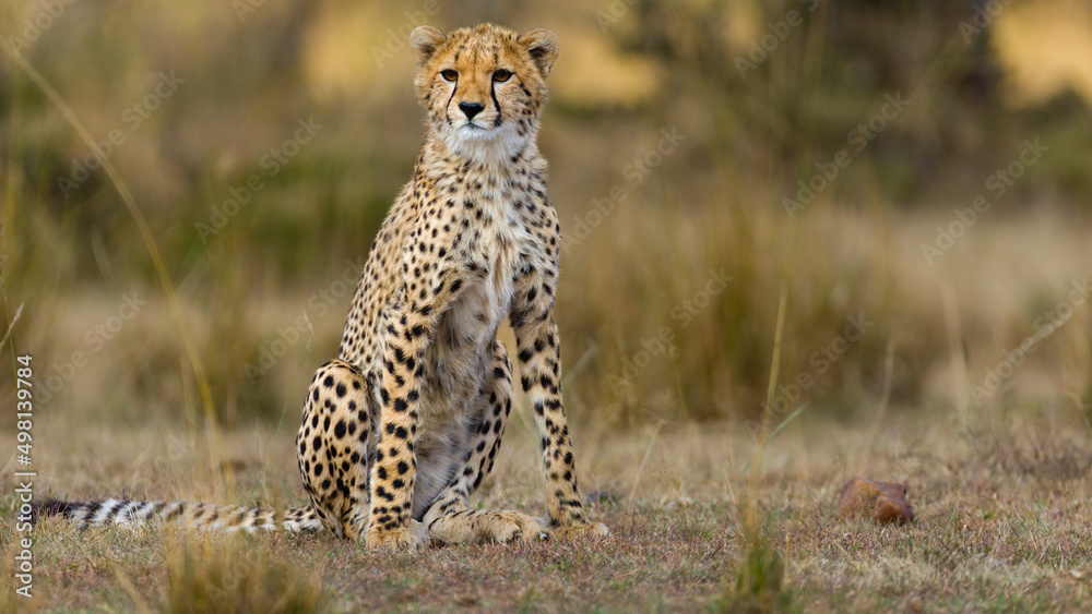 A young cheetah playing hid can seek with a prey. A young cheetah playing hid can seek with a prey.