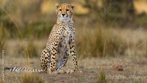A young cheetah playing hid can seek with a prey. 