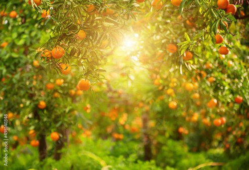 Foto Tangerine green garden