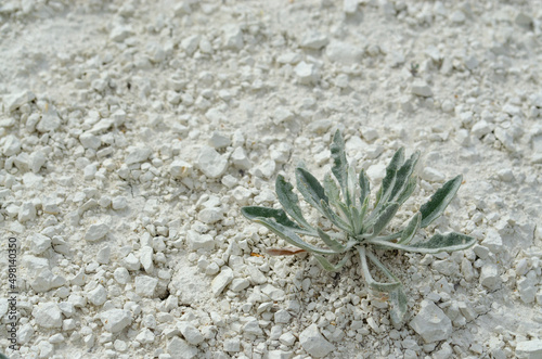 Light blue lichen bush in the chalk desert. A bush on a chalk hill. Small pieces of chalk. Plants in the wild