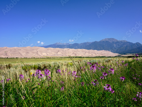 Purple wildflowers in a field at the feet of the great sand dunes in Colorado with the San Juan Mountains in the background