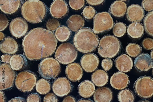 Runde Baumstämme auf einem Haufen, die geschnitten wurden