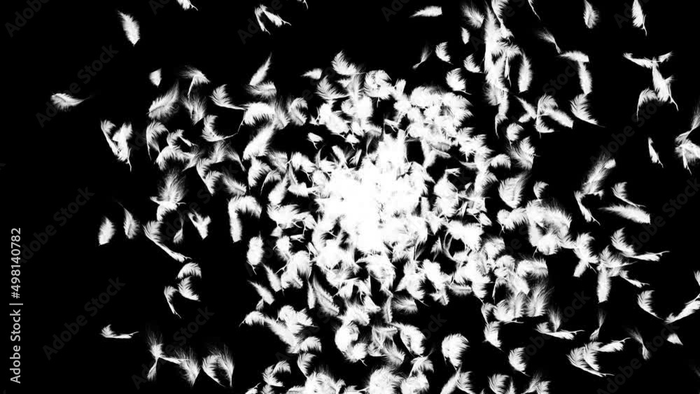 4K White feather is flying on a light Loop background. Concept of softness and beauty. Fashion and beauty abstract background. Fluffy bird feather and wings in soft pastel. swan and love birds 4K White feather is flying on a light Loop background. Concept of softness and beauty. Fashion and beauty abstract background. Fluffy bird feather and wings in soft pastel. swan and love birds