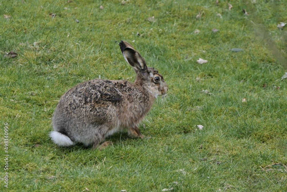 Fototapeta premium Hase 22002