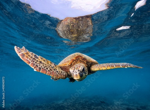 sea turtle swimming © Marcel Rudolph-Gajda