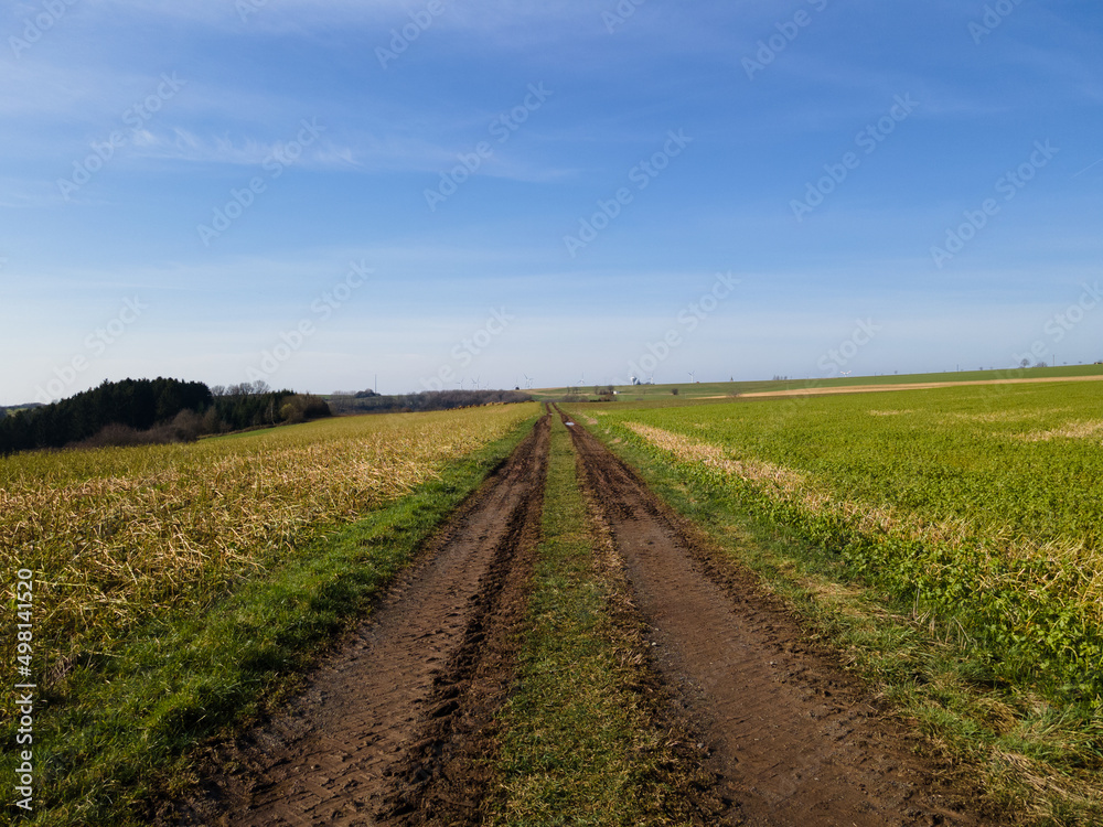 Tractor track between agriculture fields in spring with blue sky
