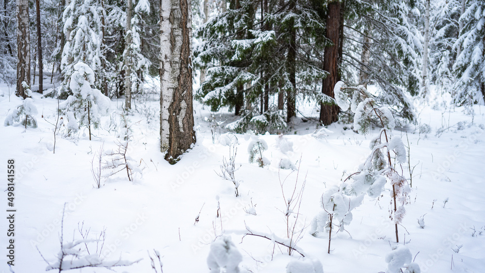 Fototapeta premium Small pine trees covered with snow in the winter forest in cold colors close-up. Snowdrifts