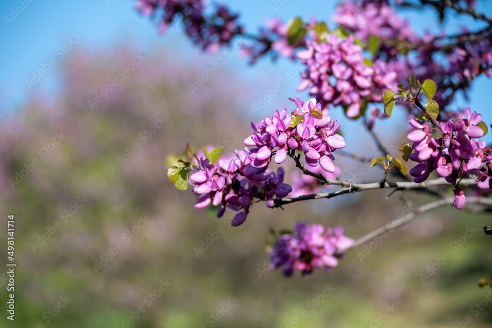 Close up on Judas tree's pink flowers with nice soft background