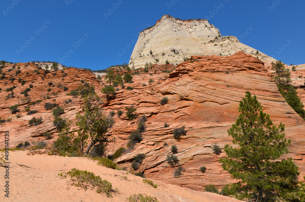 sandstone rocks and pinyon pines along Zion - Mount Carmel Highway (Zion National Park, Utah)