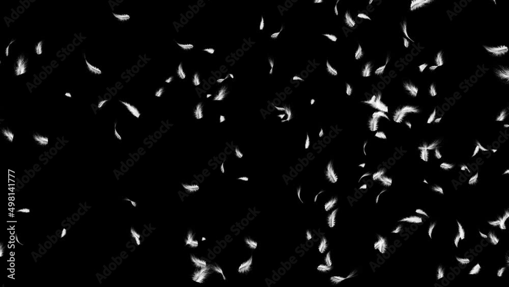 Down feathers falling slowly flying birds in air with white feathers on a black background. promo, happy holidays greetings, seasonal greetings, special occasions, birthday party, wedding Down feathers falling slowly flying birds in air with white feathers on a black background. promo, happy holidays greetings, seasonal greetings, special occasions, birthday party, wedding