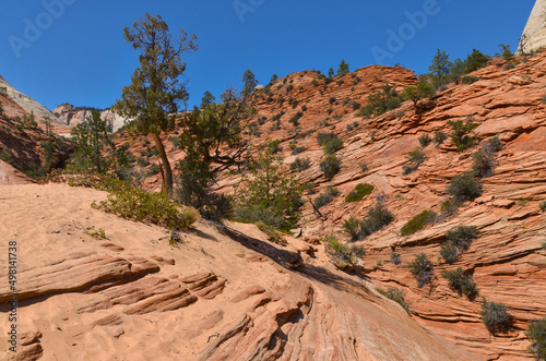 sandstone rocks and pinyon pines along Zion - Mount Carmel Highway (Zion National Park, Utah)