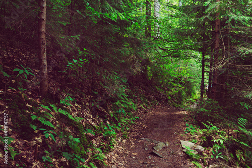 Dark moody forest