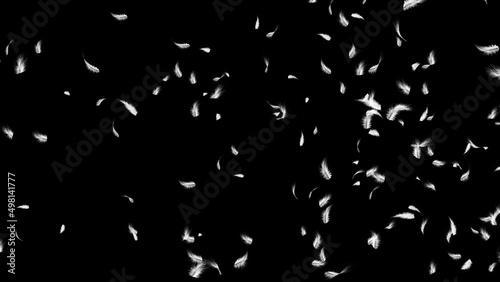 Wallpaper Mural Down feathers falling slowly flying birds in air with white feathers on a black background. promo, happy holidays greetings, seasonal greetings, special occasions, birthday party, wedding Torontodigital.ca