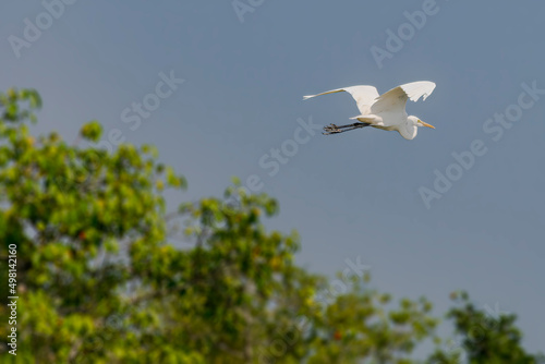 White Great egret, Ardea alba, Bird flying with trees in the background