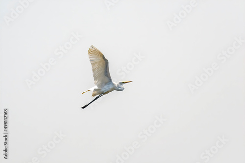 White Great egret, Ardea alba, Bird flying in with wings wide open