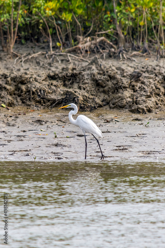 White Great egret, Ardea alba, Bird walking on the bank of river in Bangladesh Sundarbans